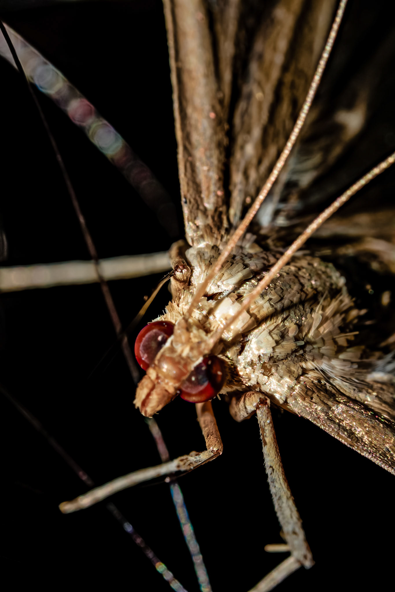 Cydalima perspectalis