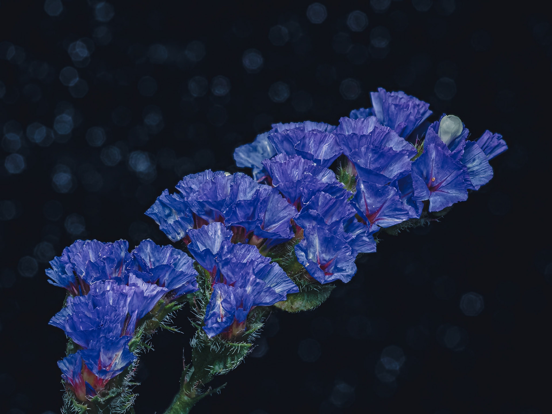 Limonium sinuatum