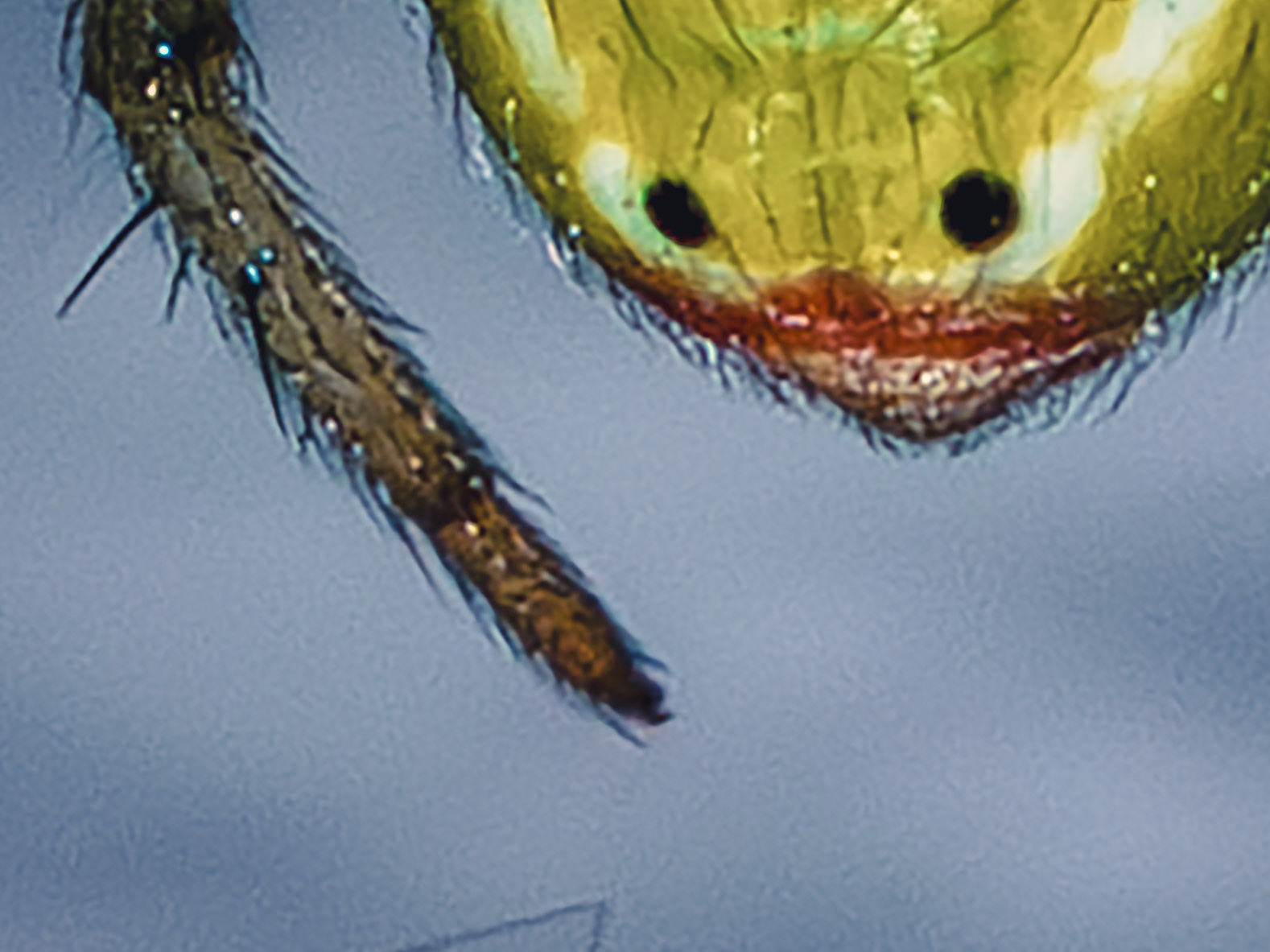 Araniella cucurbitina