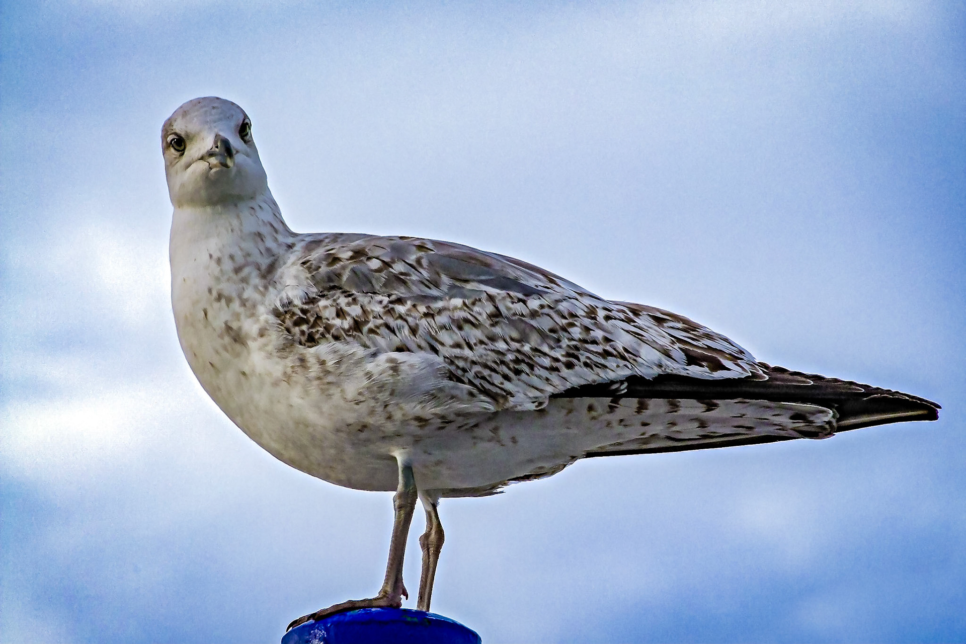 Larus michahellis