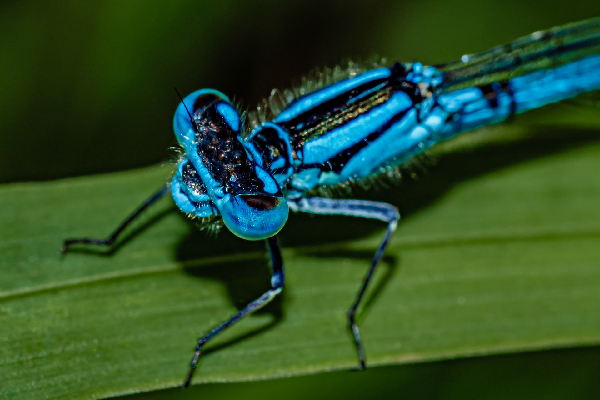 Enallagma cyathigerum