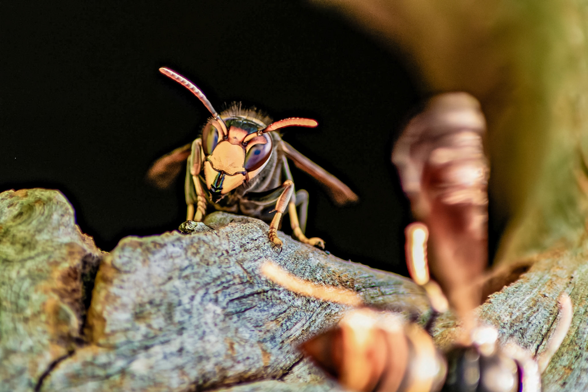 Vespa velutina
