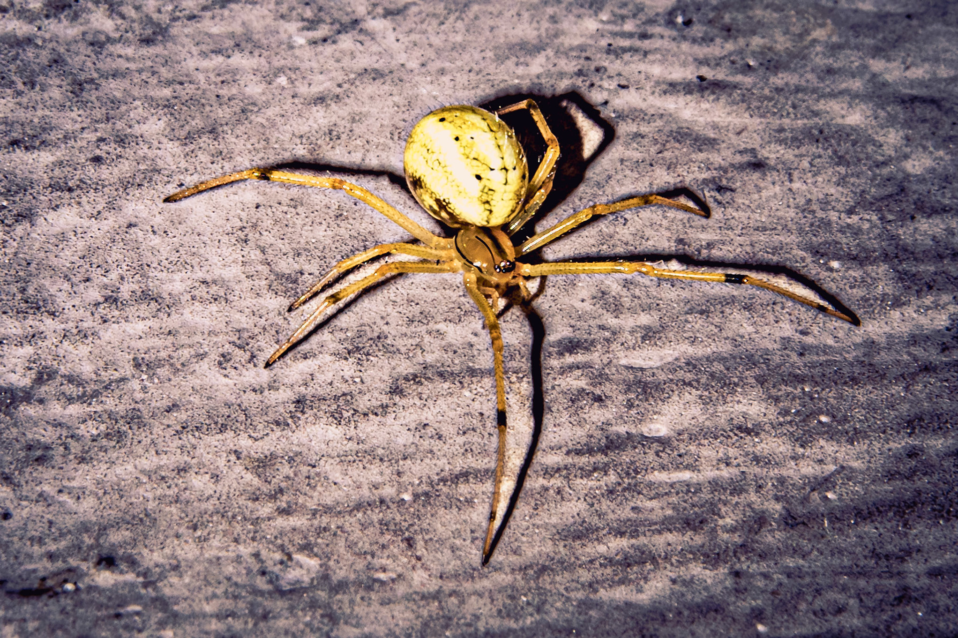 Enoplognatha ovata