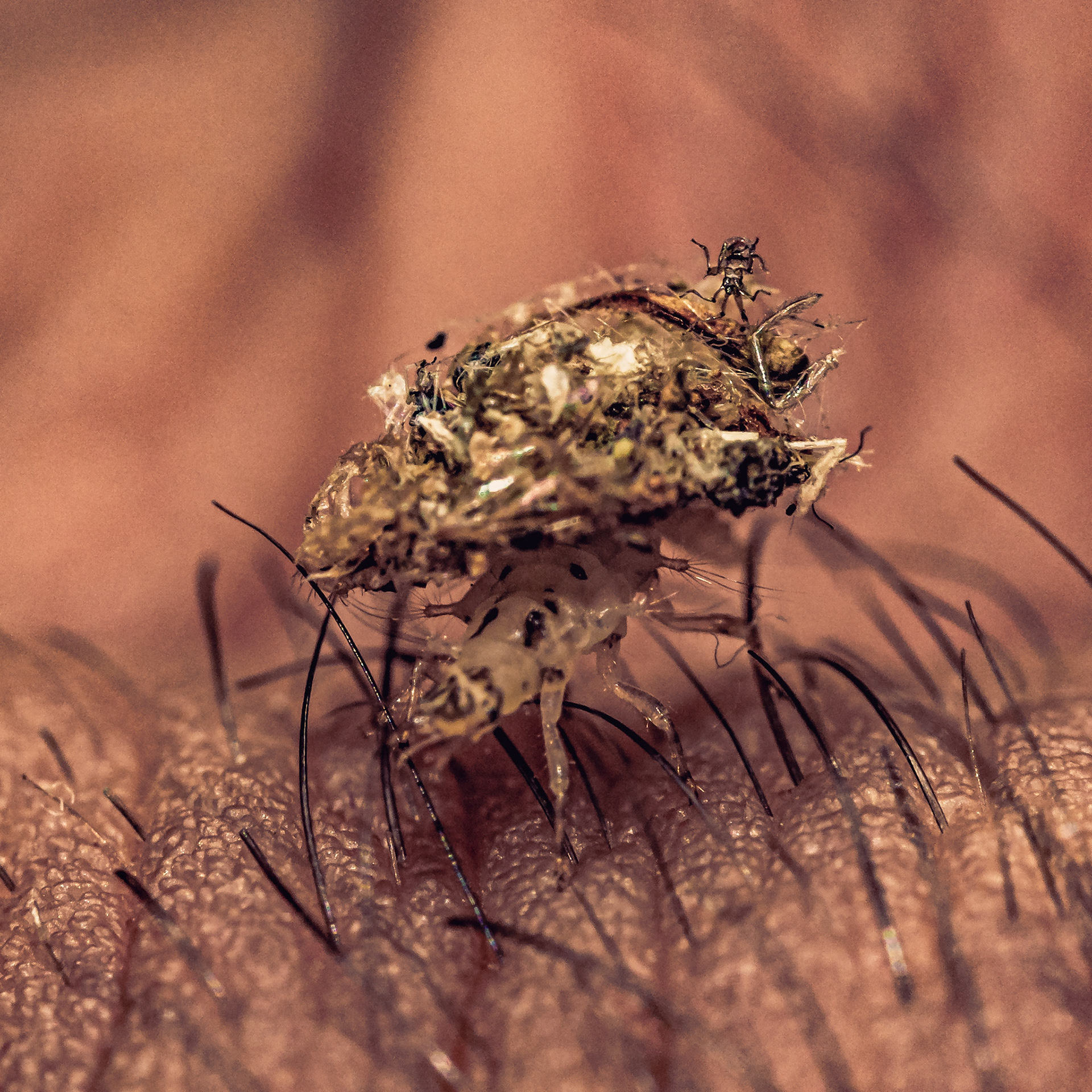 Dichochrysa