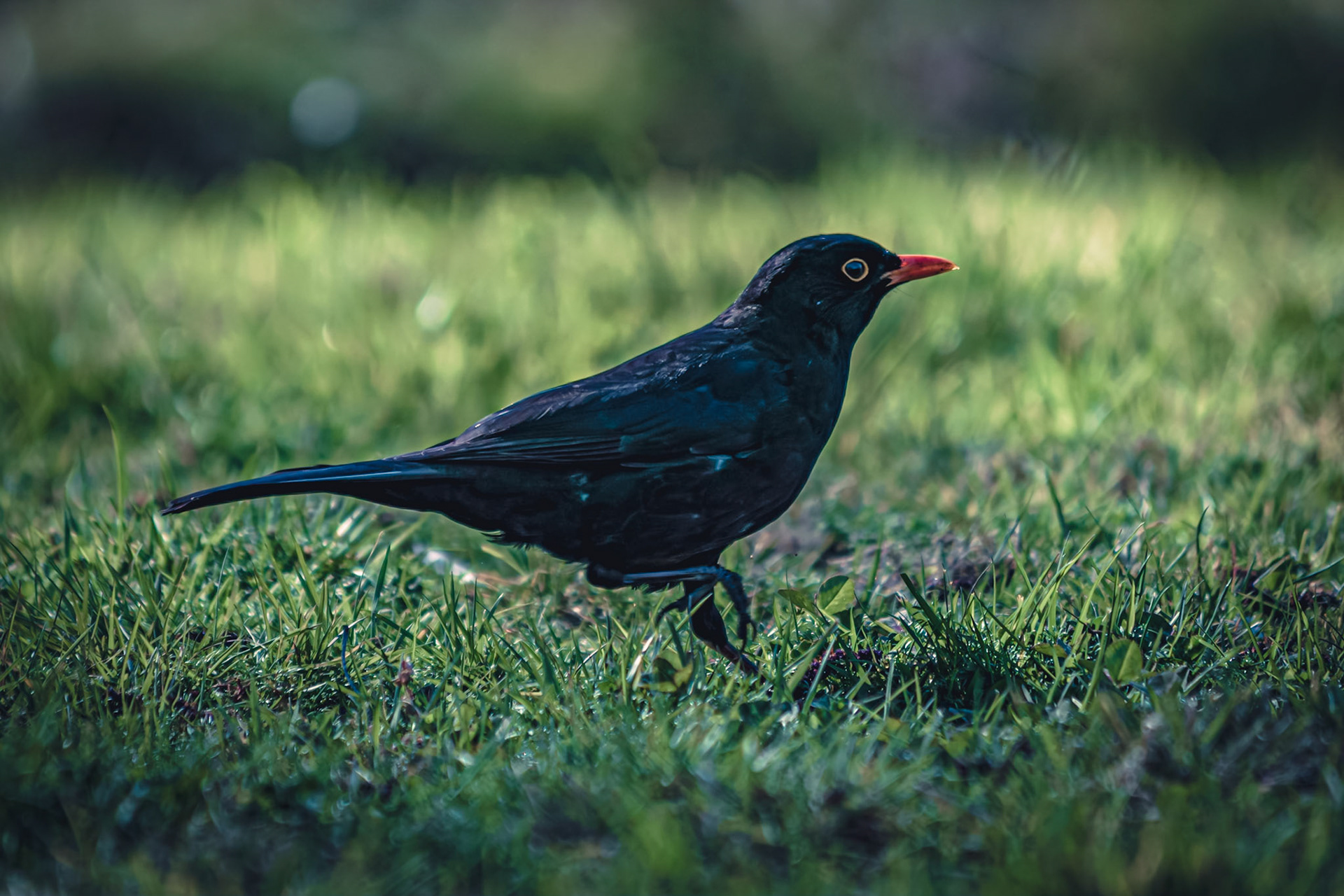Turdus merula macho