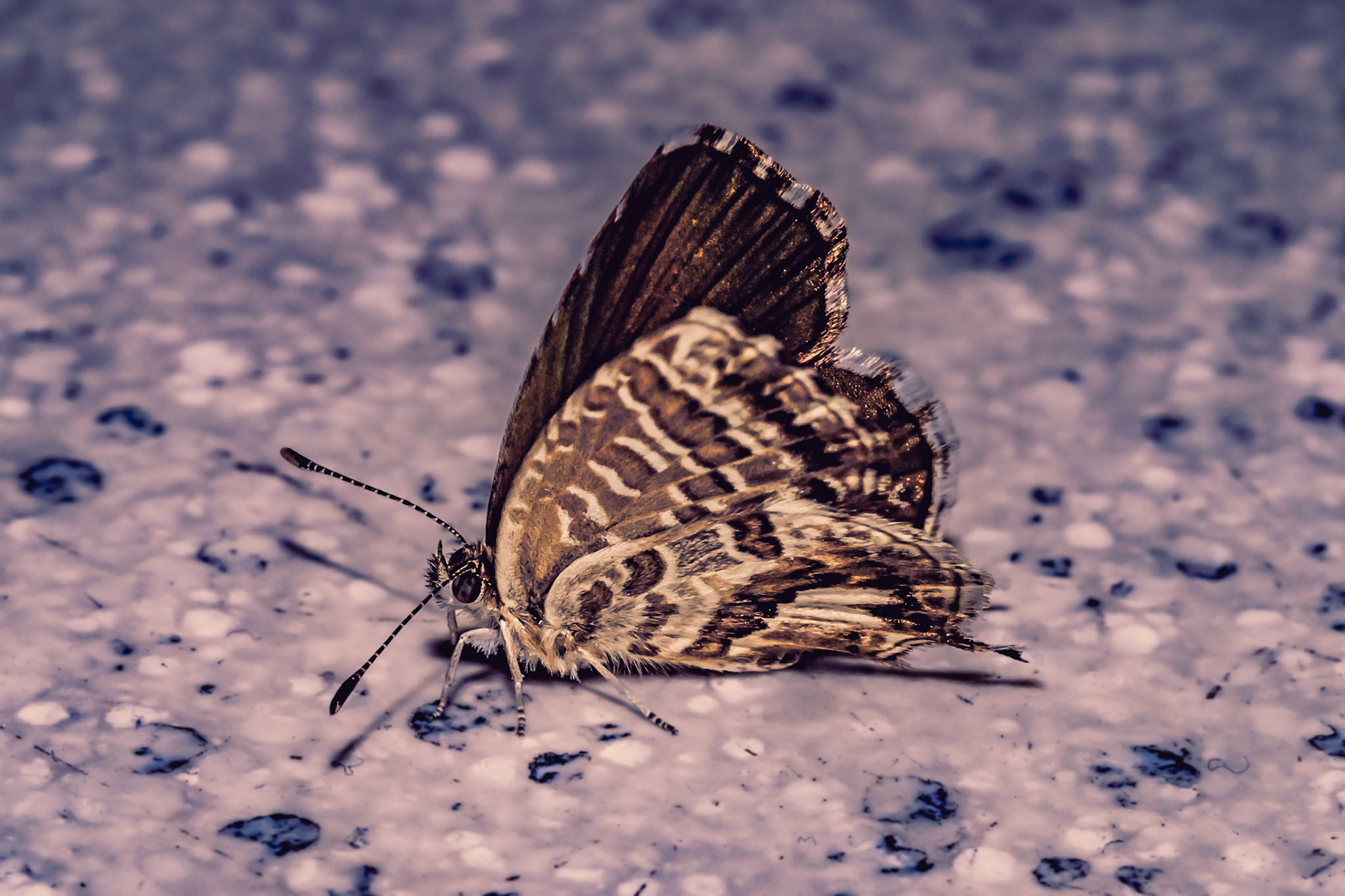 Cacyreus marshalli