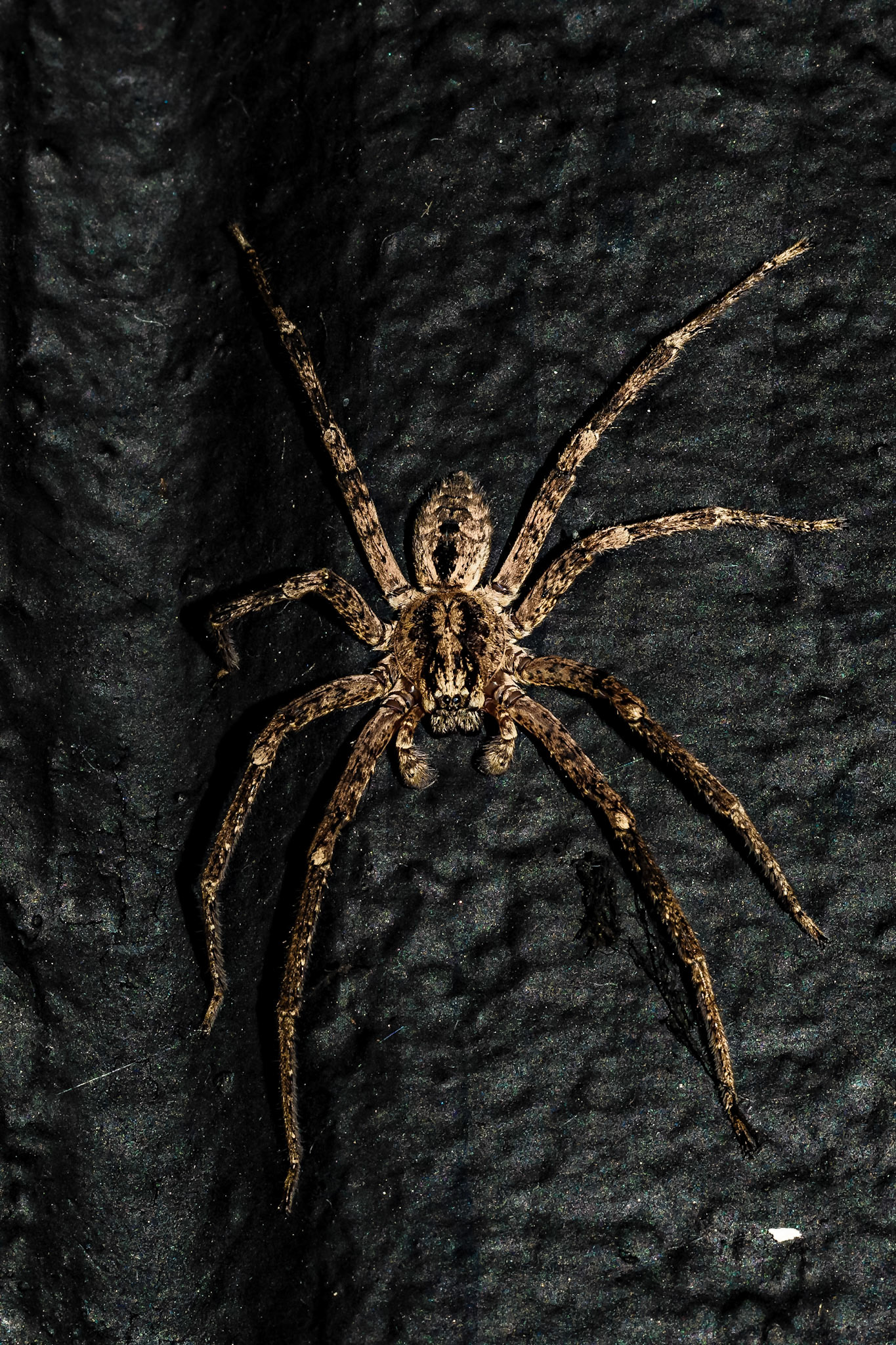 Zoropsis spinimana