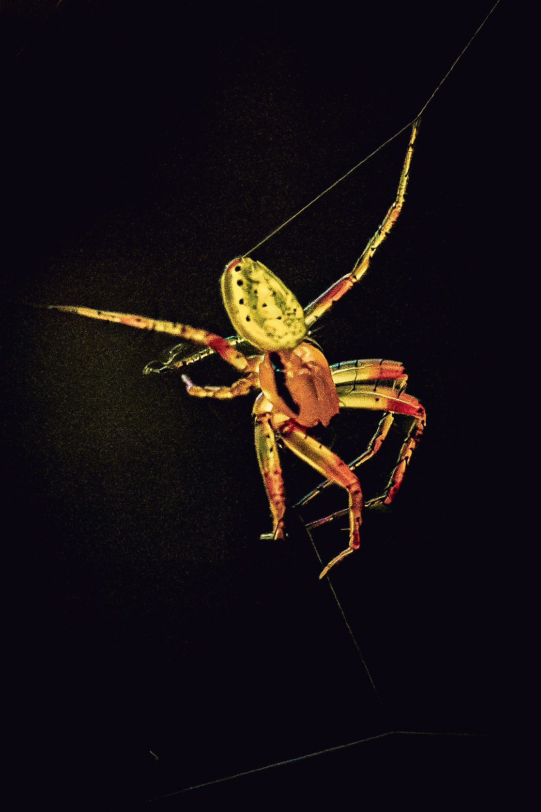 Araniella cucurbitina