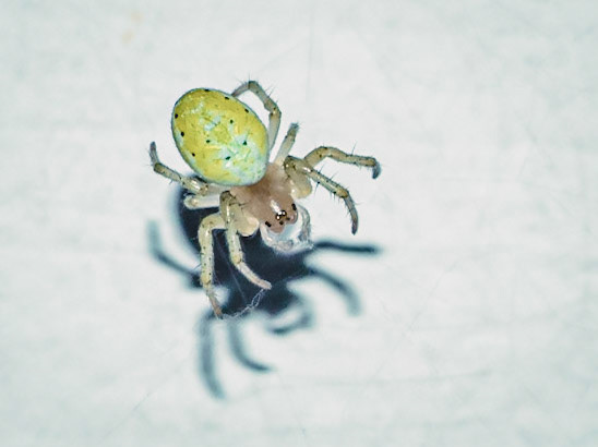 Araniella cucurbitina