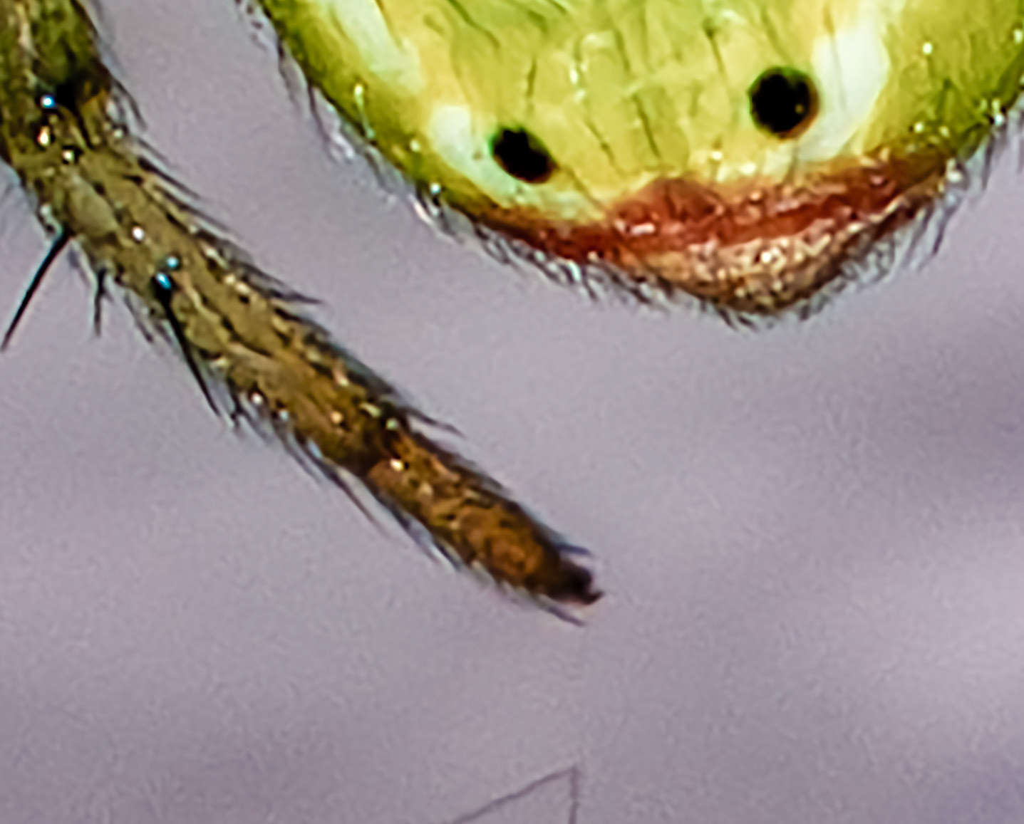 Araniella cucurbitina