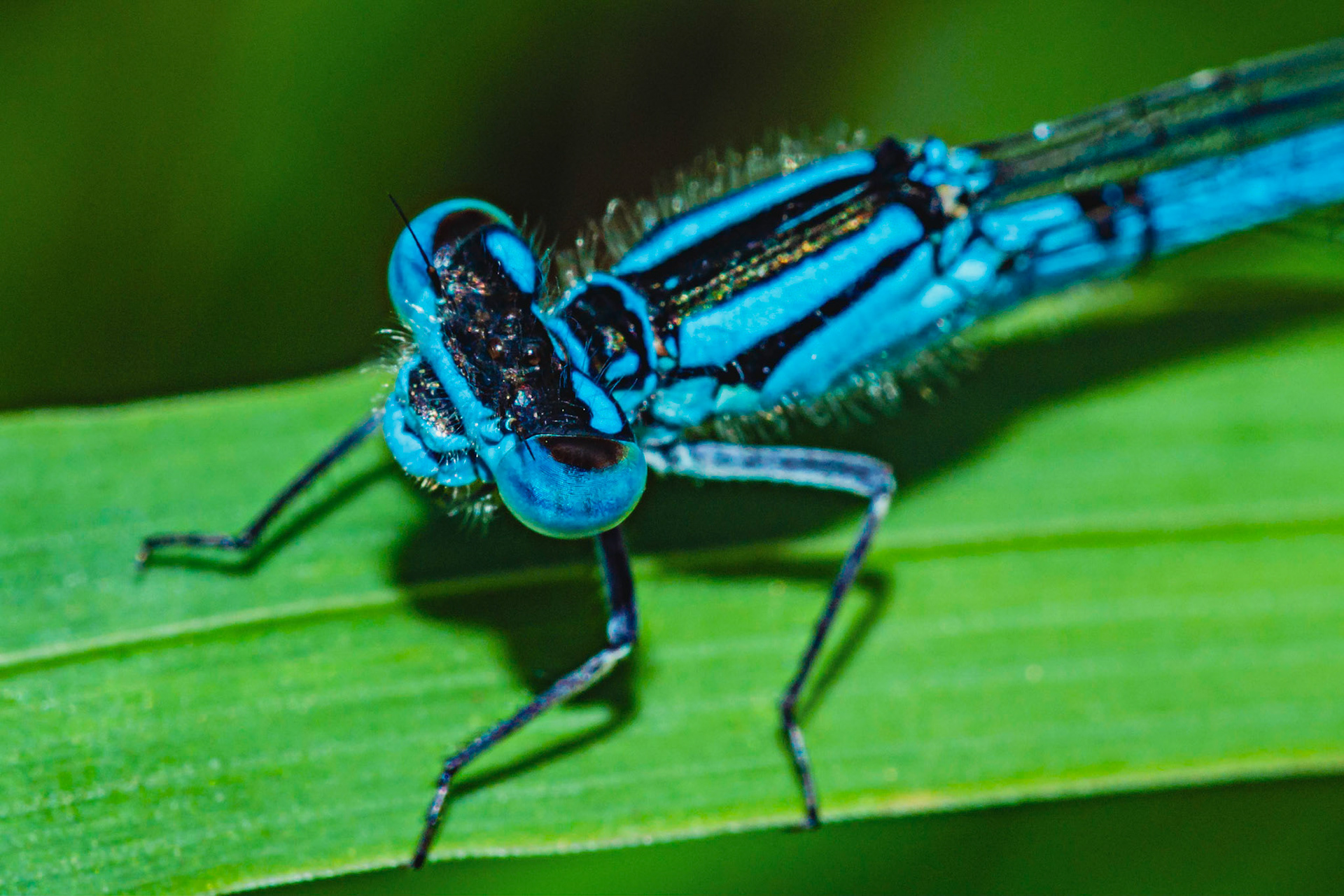 Enallagma cyathigerum