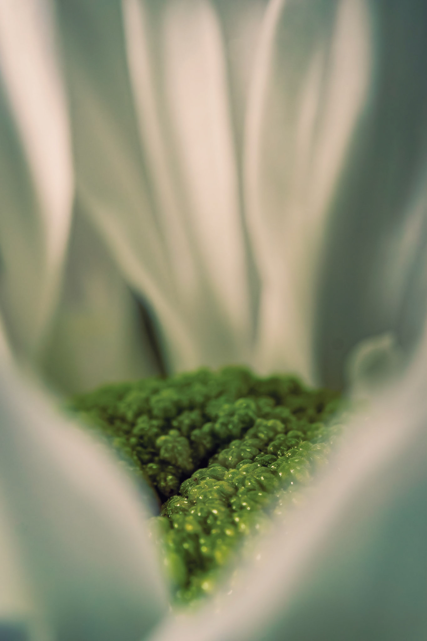 Chrysanthemum morifolium