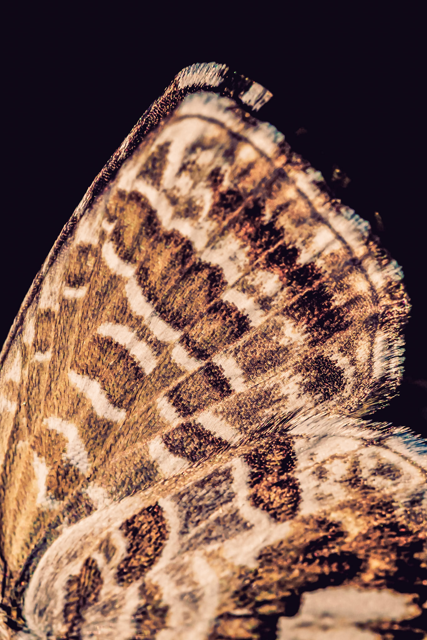 Cacyreus marshalli