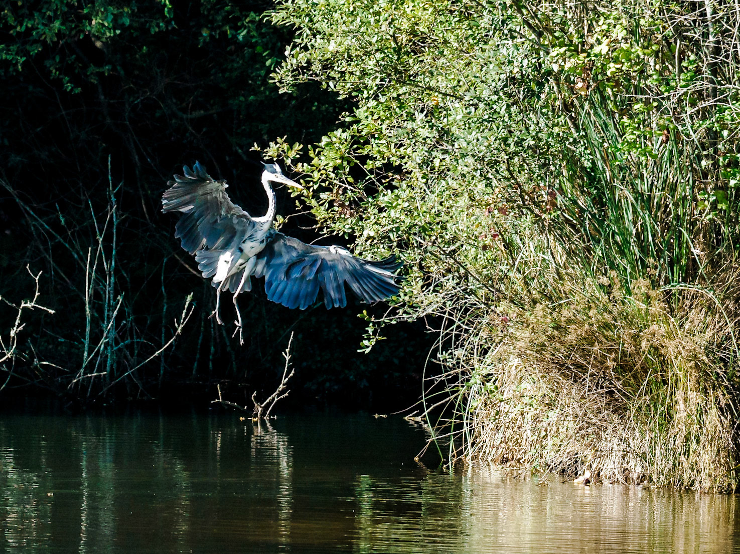 Ardea cocoi