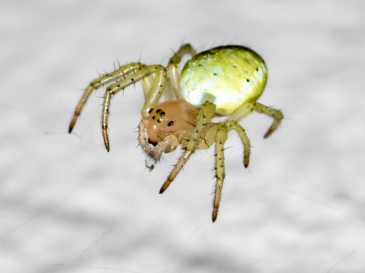 Araniella cucurbitina