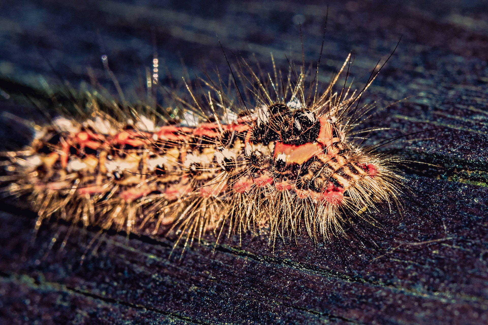 Euproctis similis
