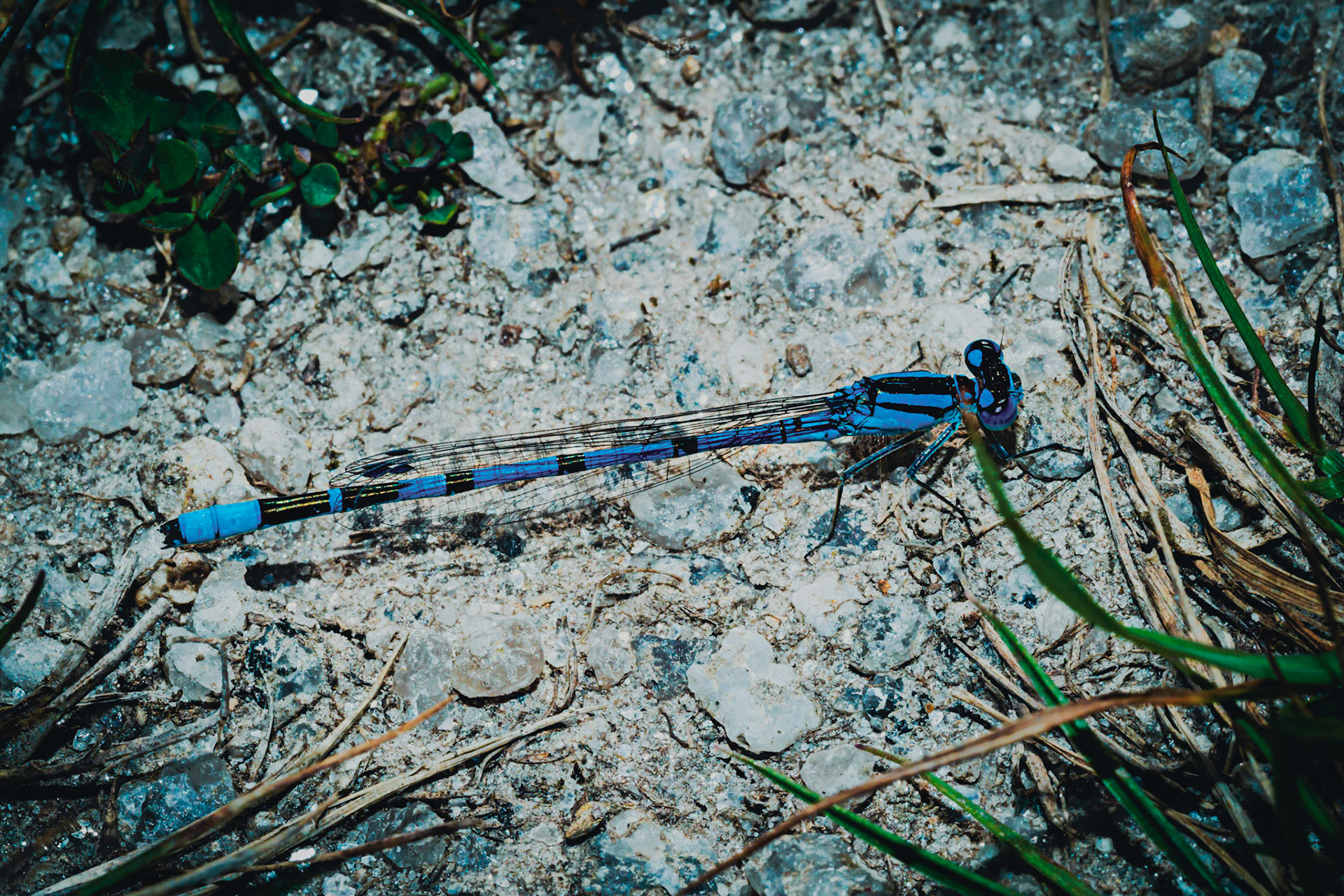 Enallagma cyathigerum