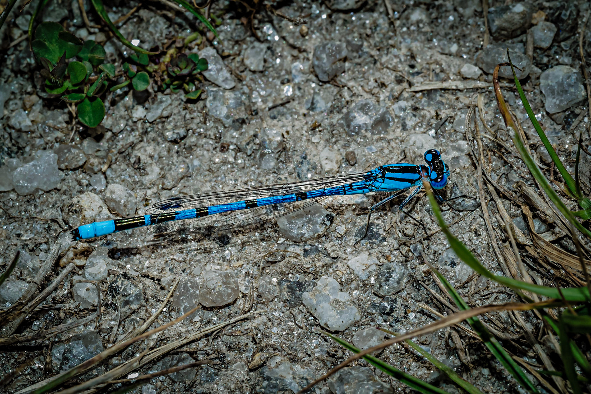 Enallagma cyathigerum
