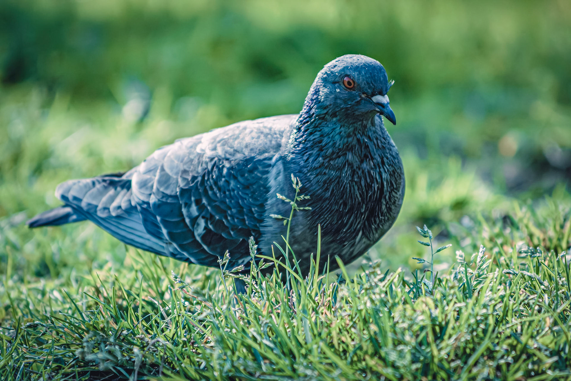 Columba livia domestica