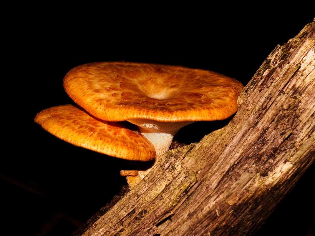 Lactarius deliciosius