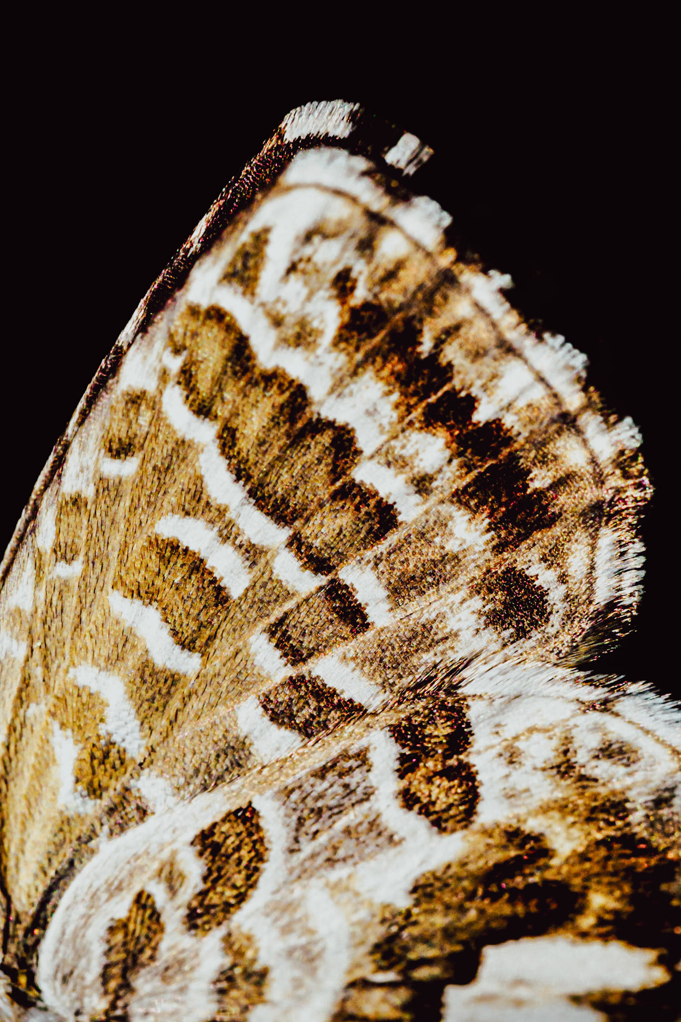 Cacyreus marshalli