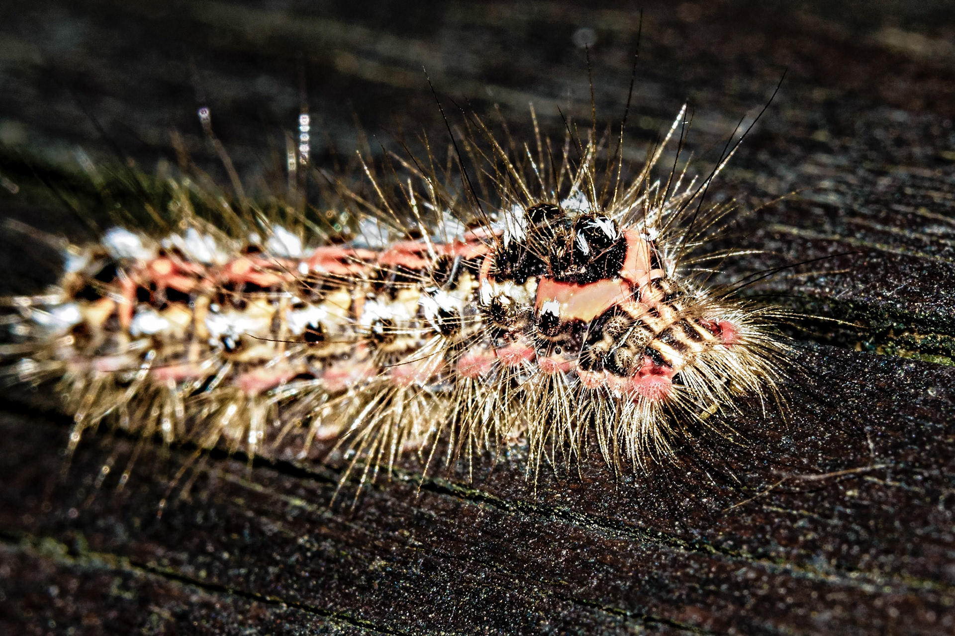Euproctis similis