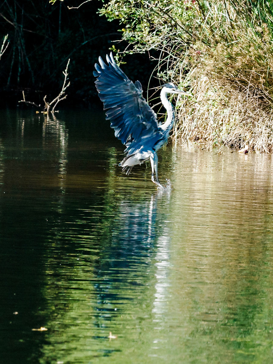 Ardea cocoi