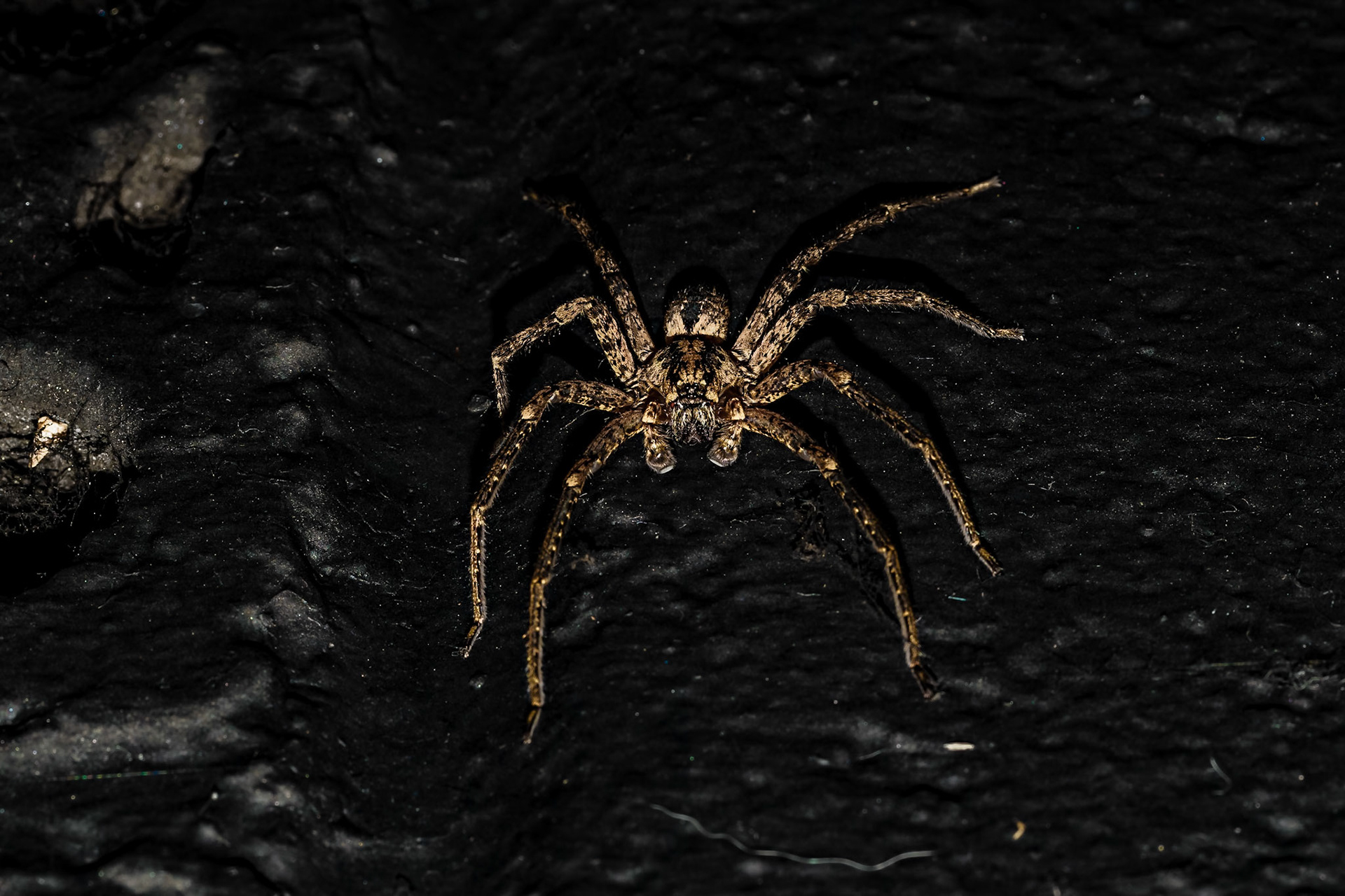 Zoropsis spinimana