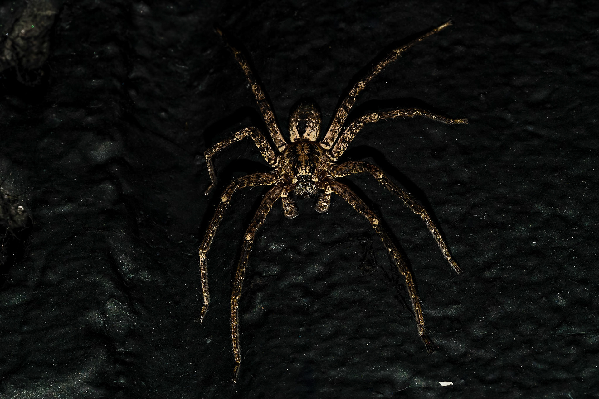 Zoropsis spinimana