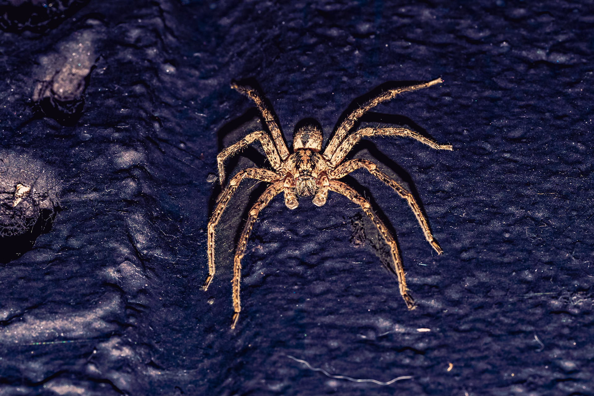 Zoropsis spinimana