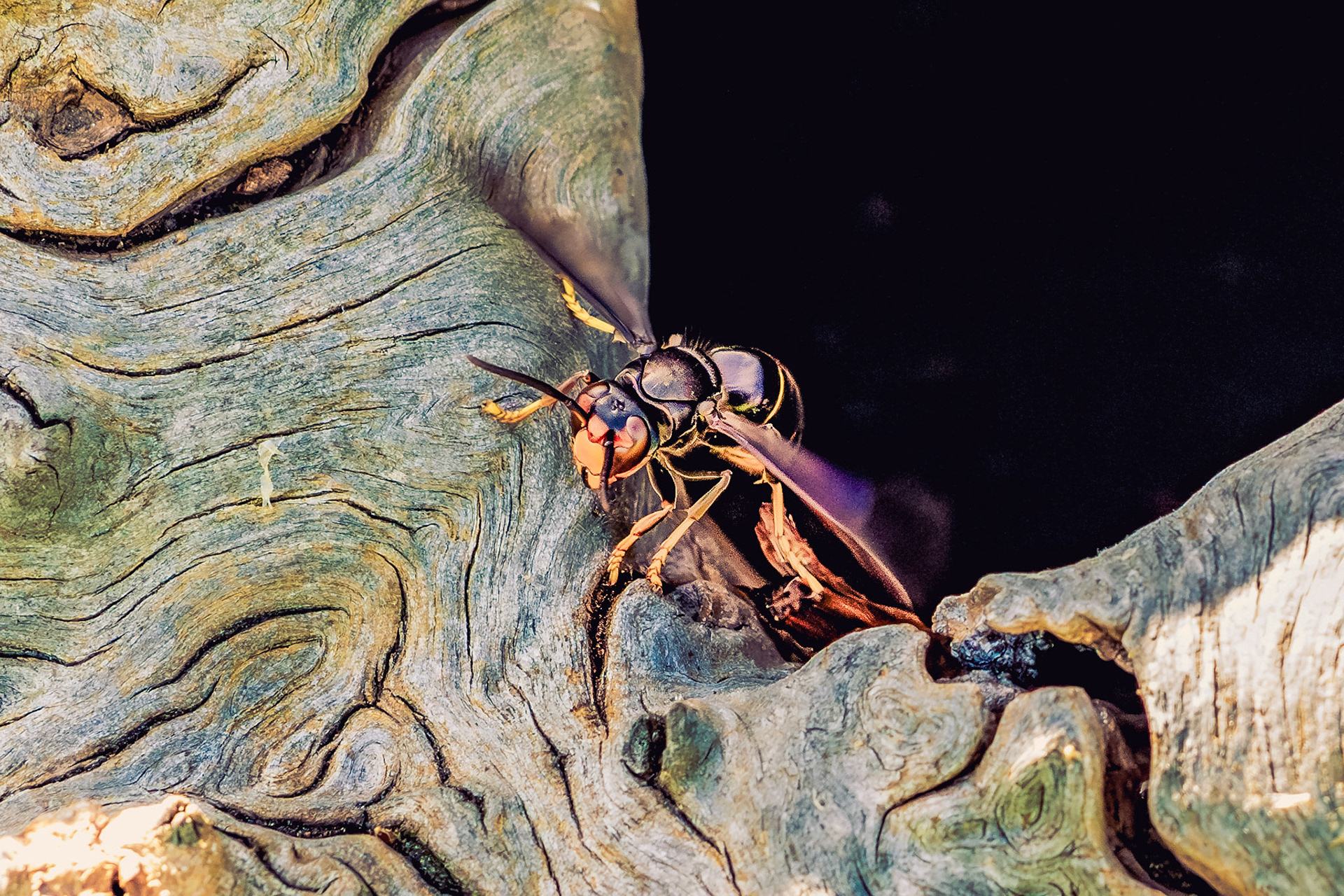 Vespa Velutina