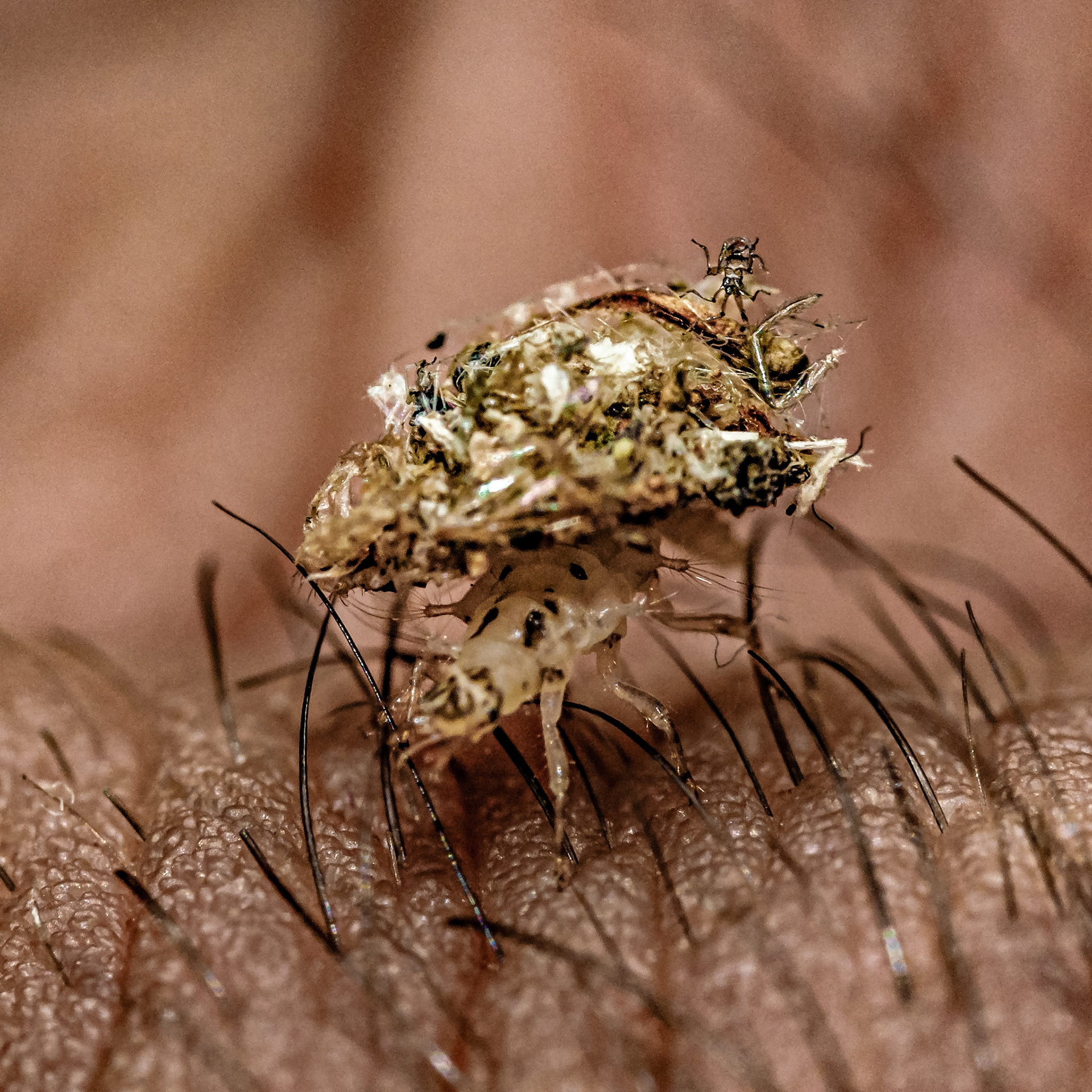 Dichochrysa