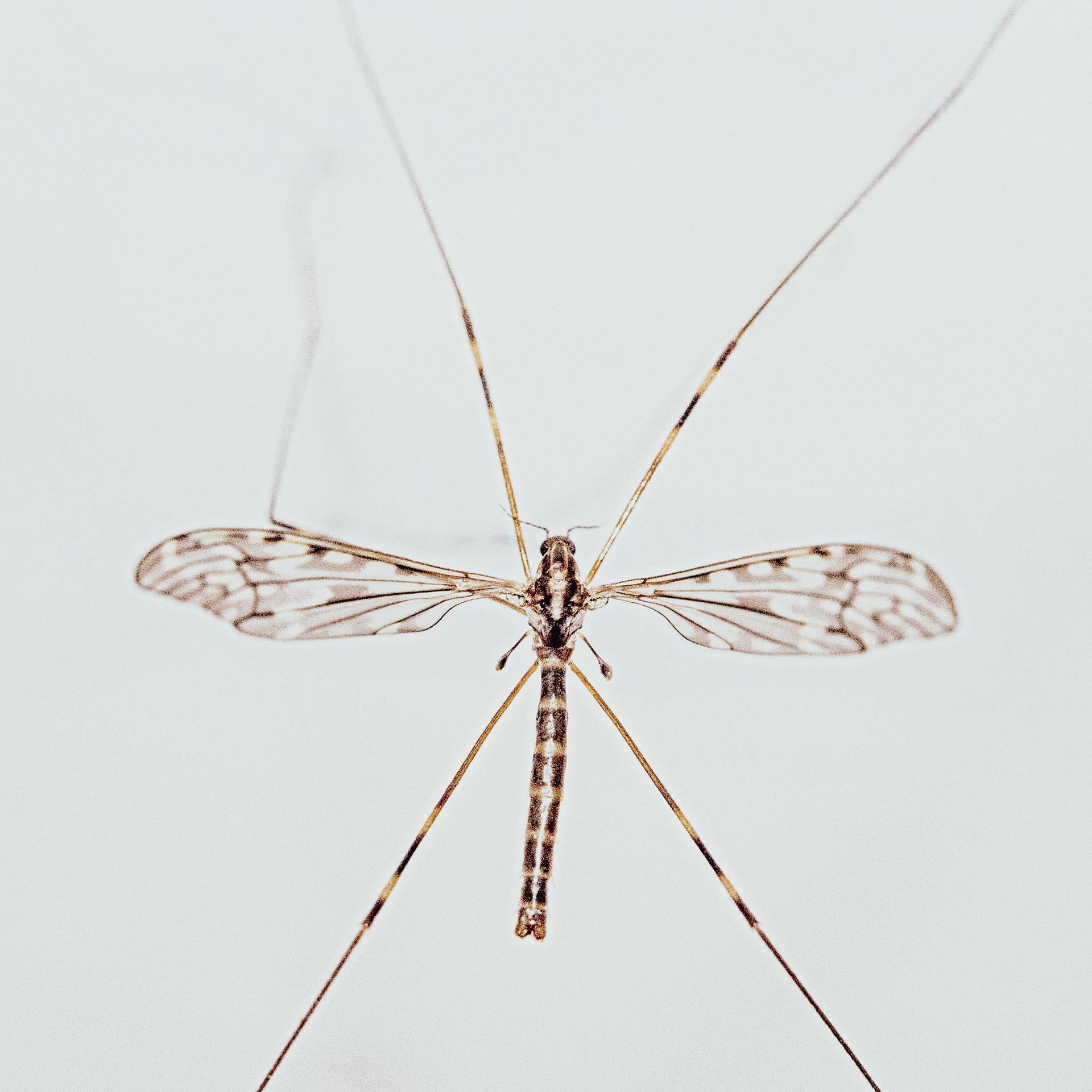Tipula