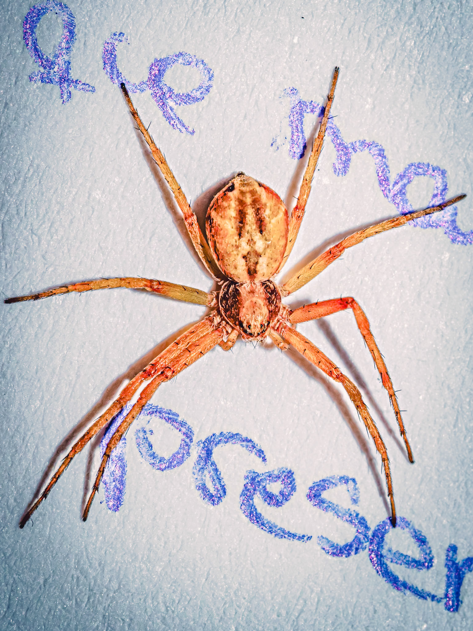 Philodromus sp.
