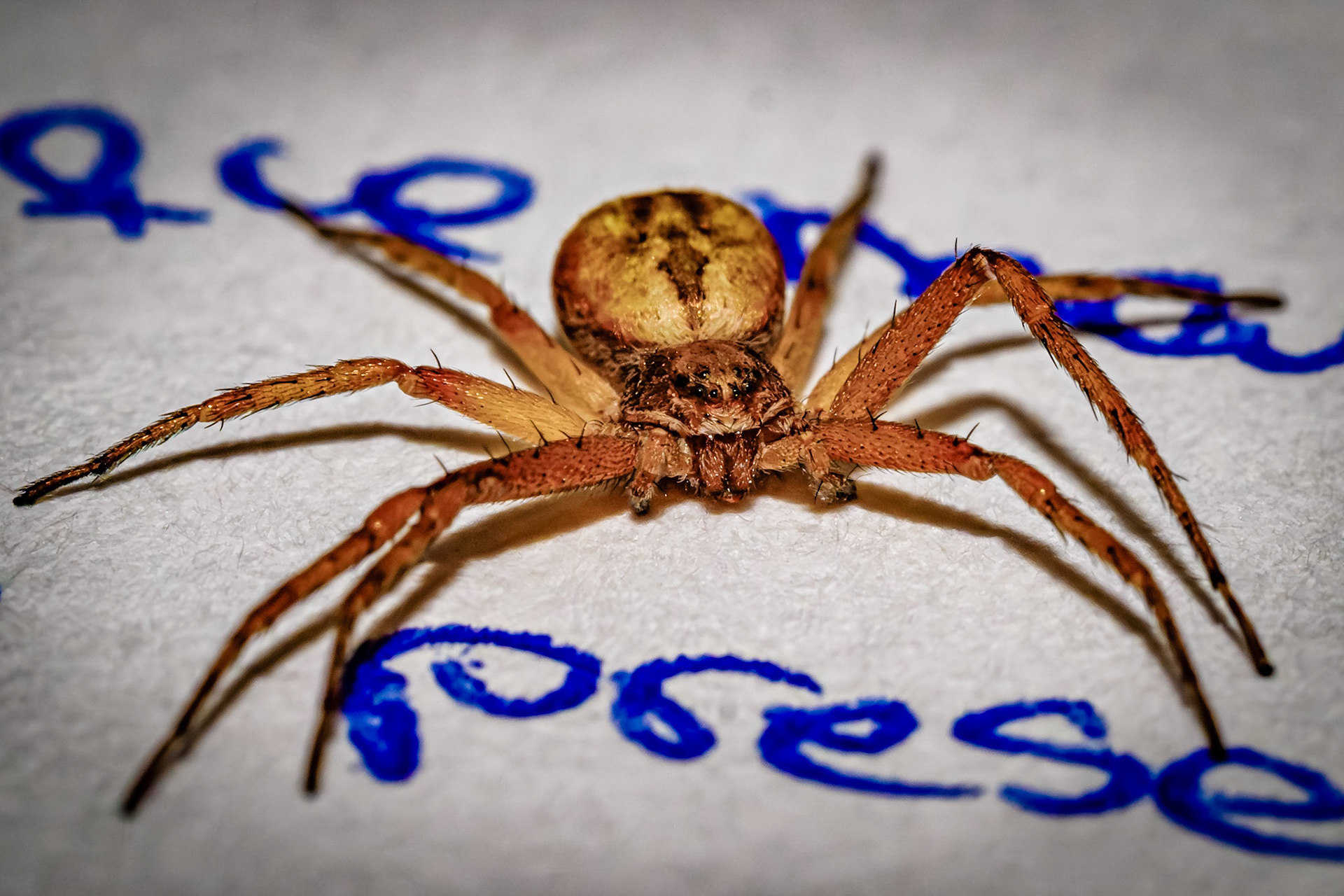 Philodromus sp.
