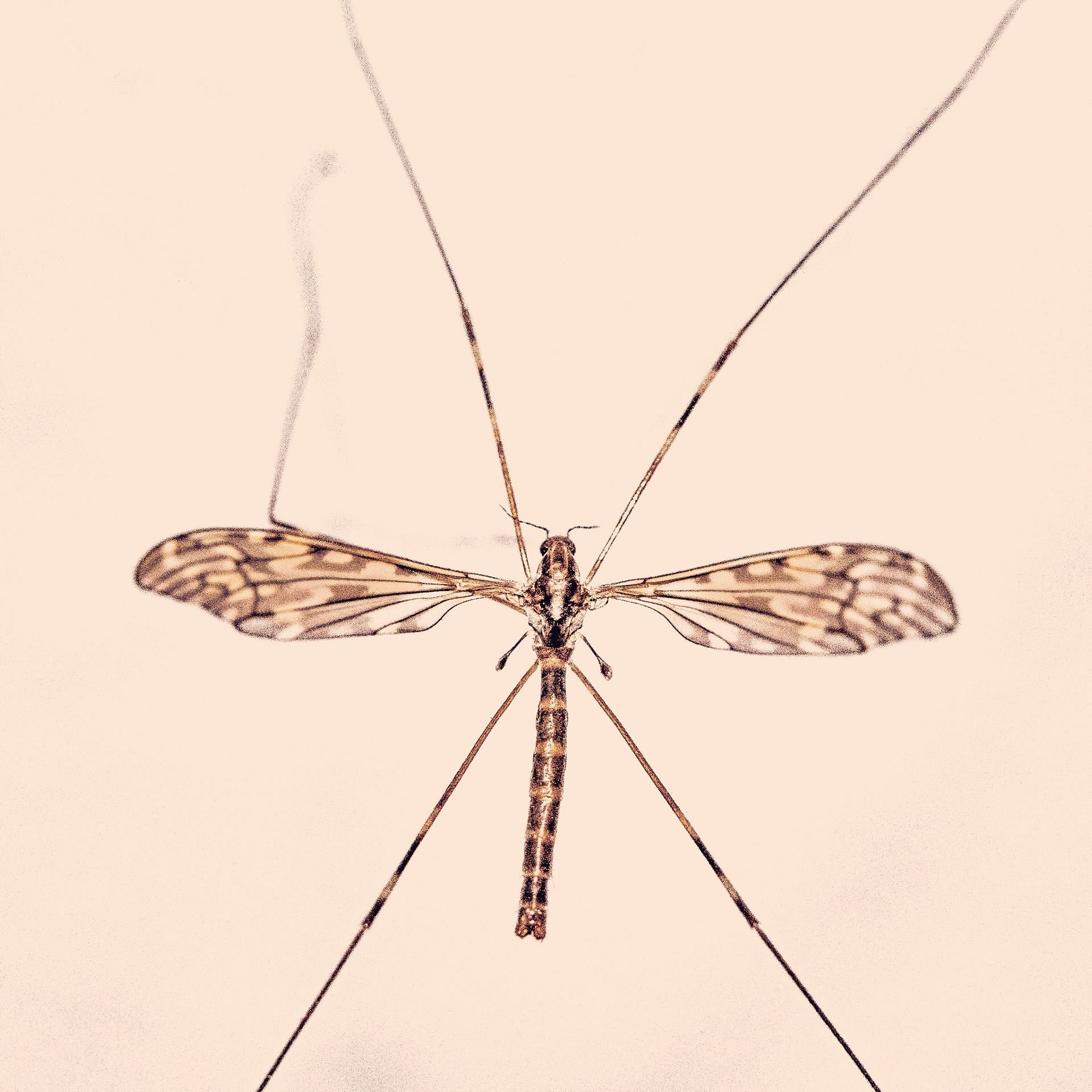 Tipula
