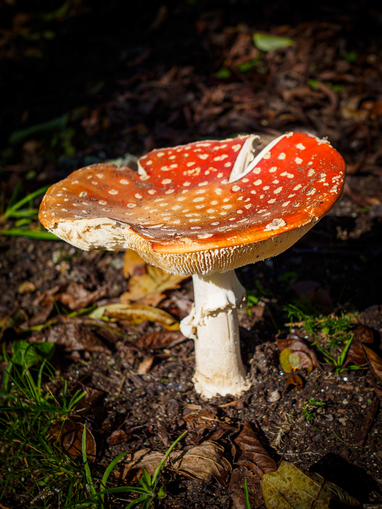 Amanita muscaria