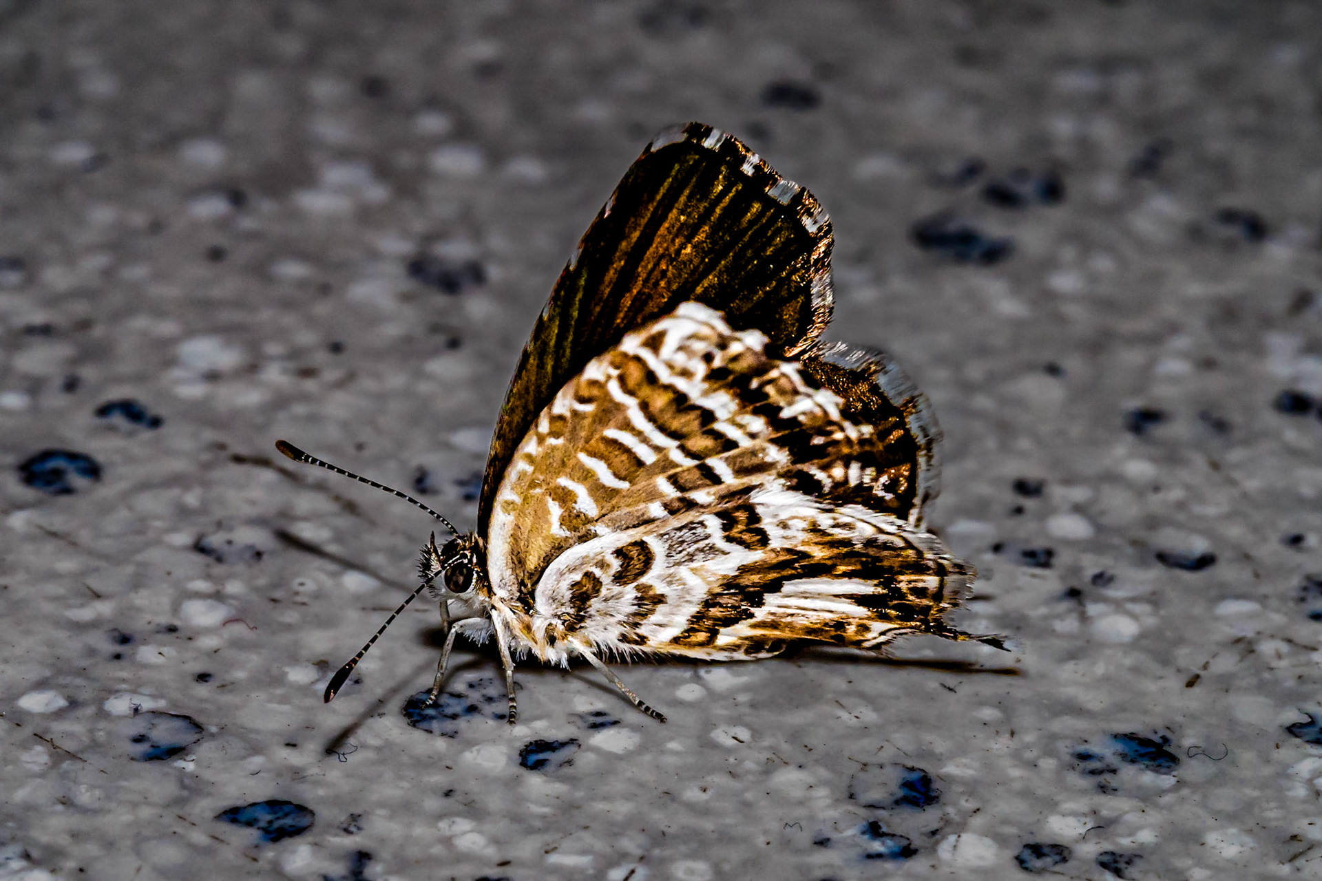 Cacyreus marshalli