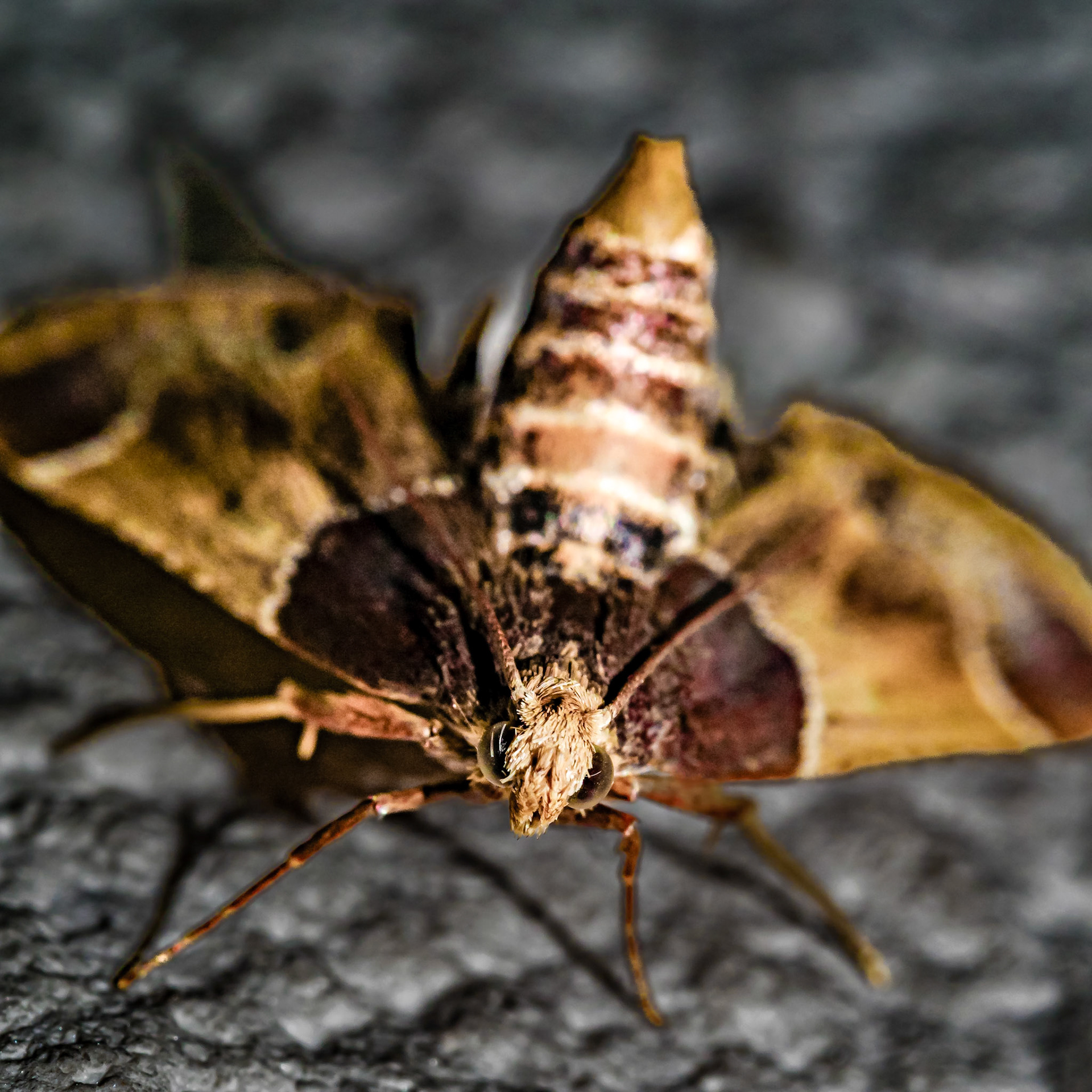 Pyralis farinalis
