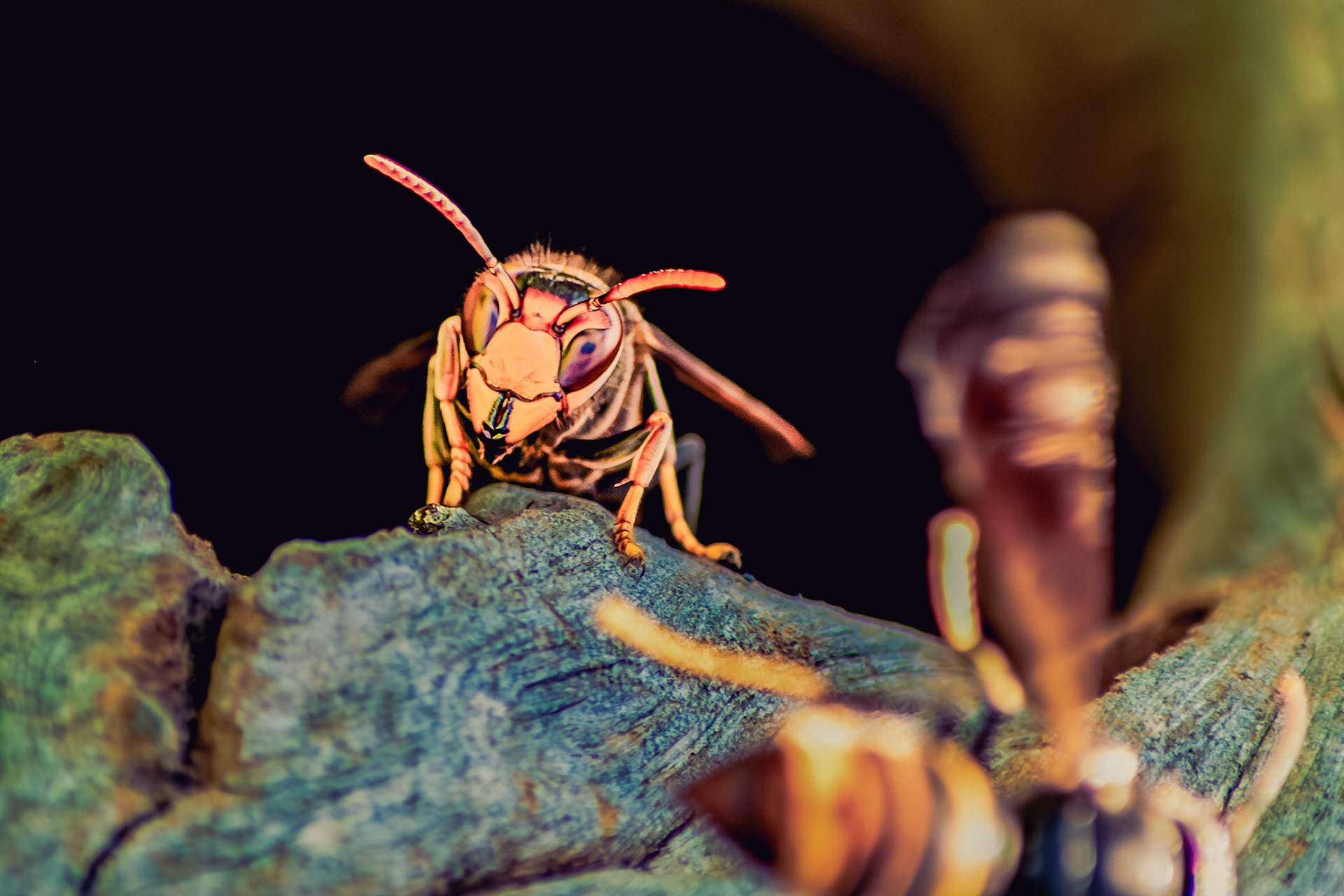 Vespa velutina