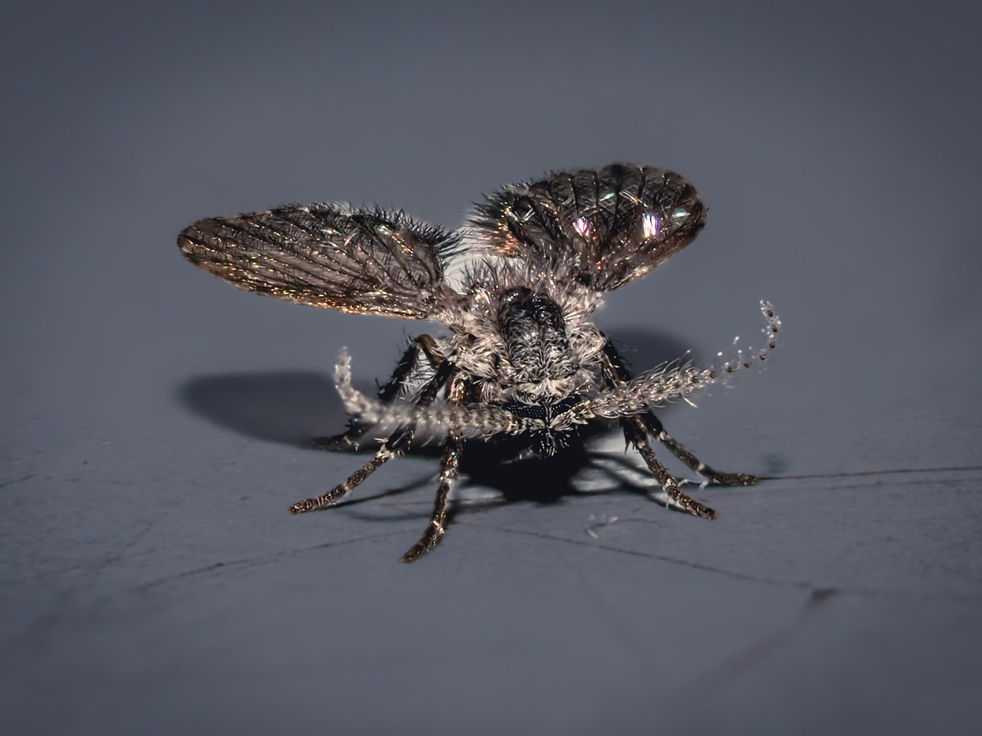 Clogmia albipunctata