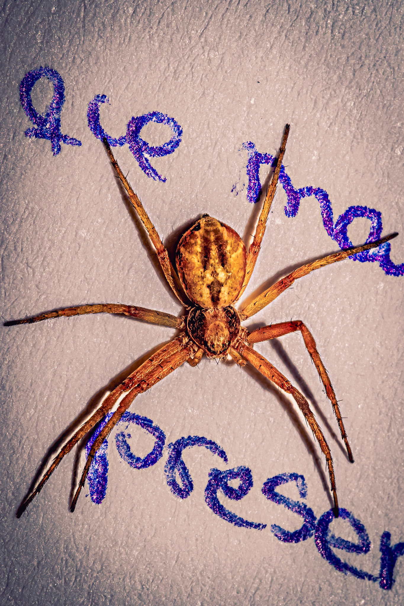 Philodromus sp.