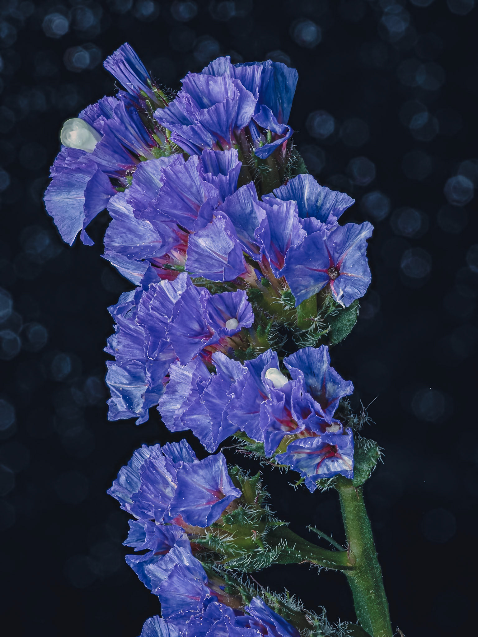 Limonium sinuatum