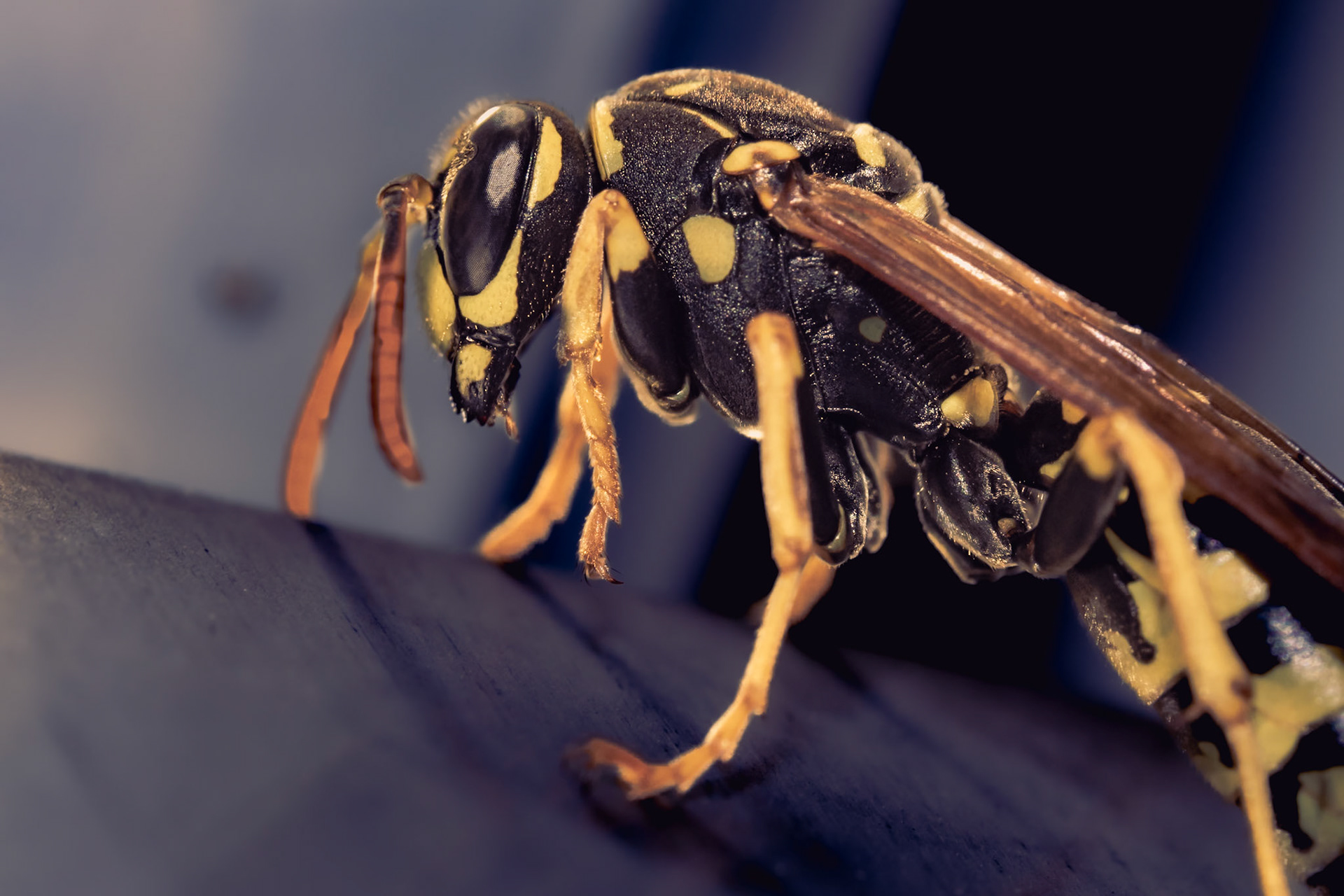 Vespula vulgaris
