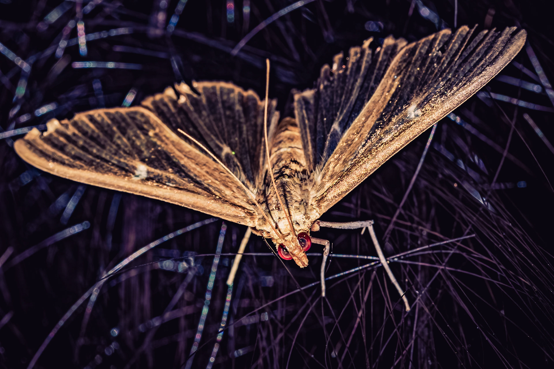Cydalima perspectalis