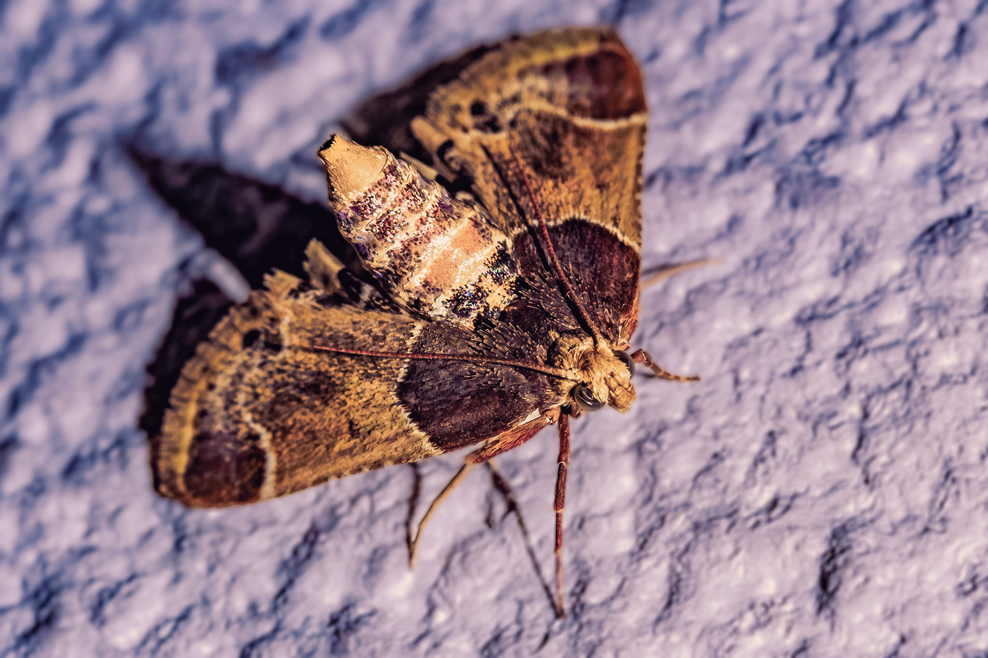 Pyralis farinalis