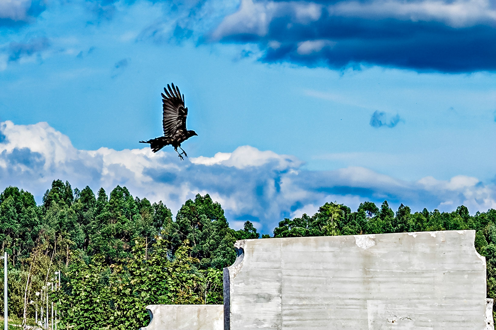 Corvus corax