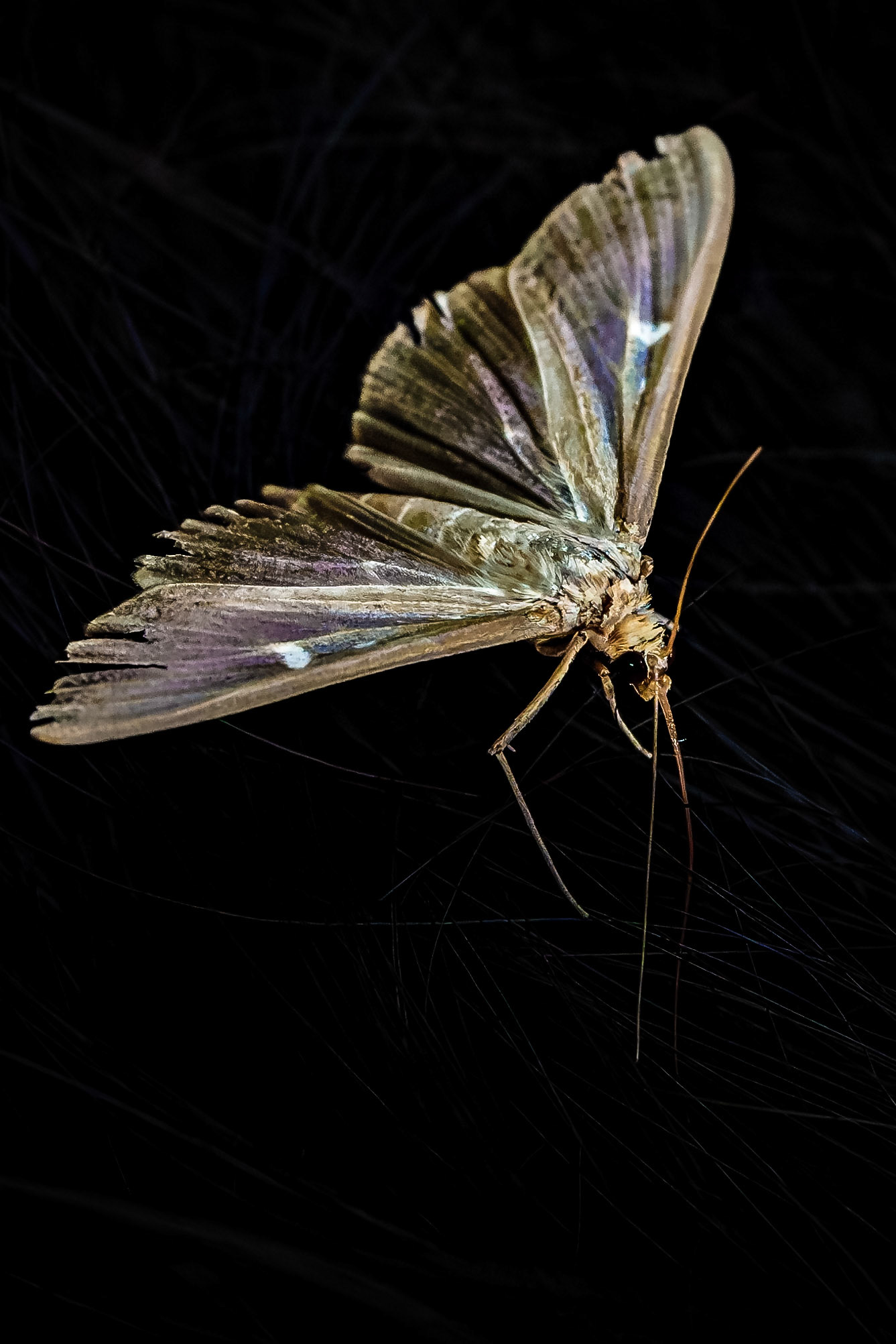 Cydalima perspectalis