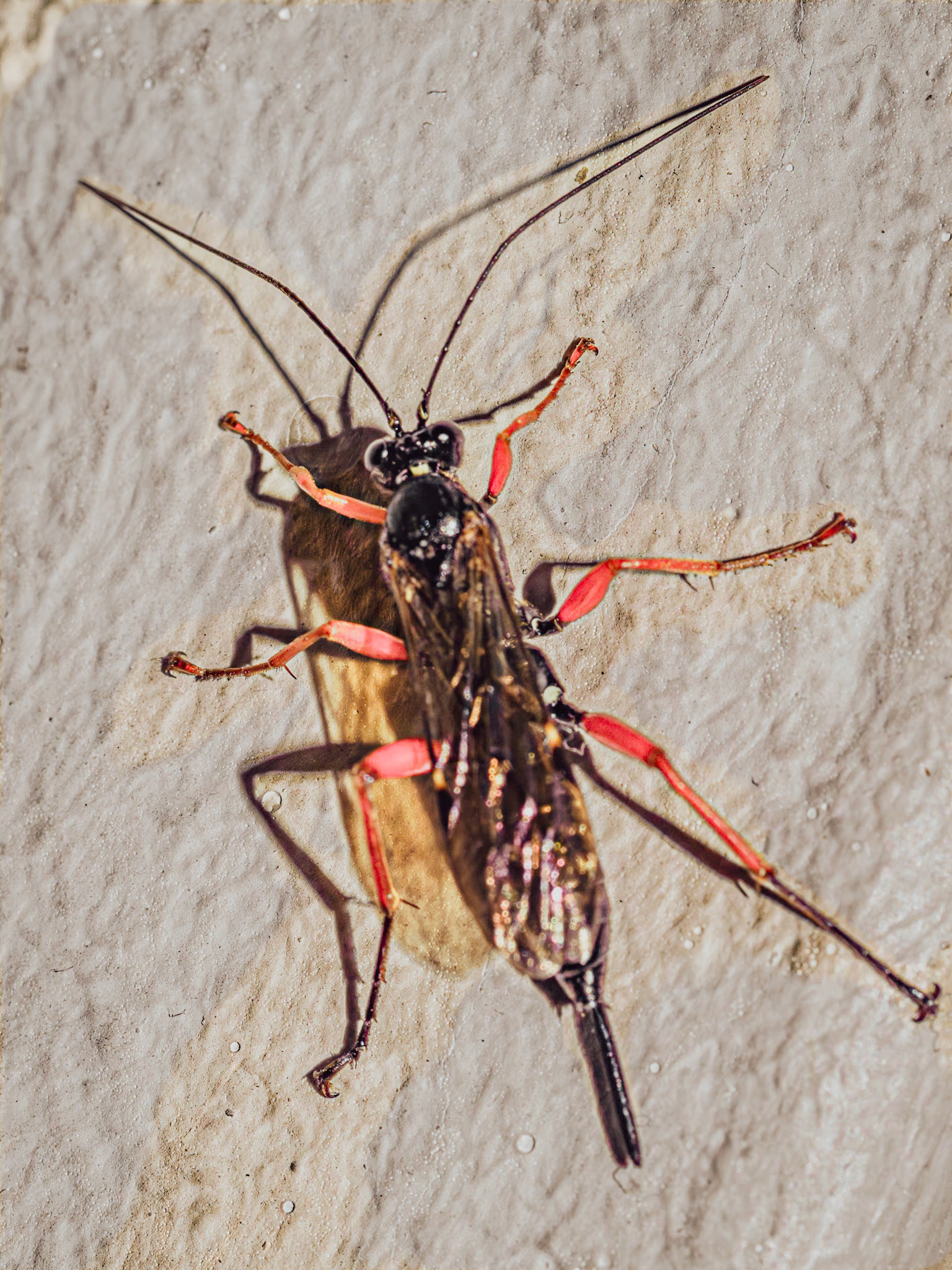 Pimplinae