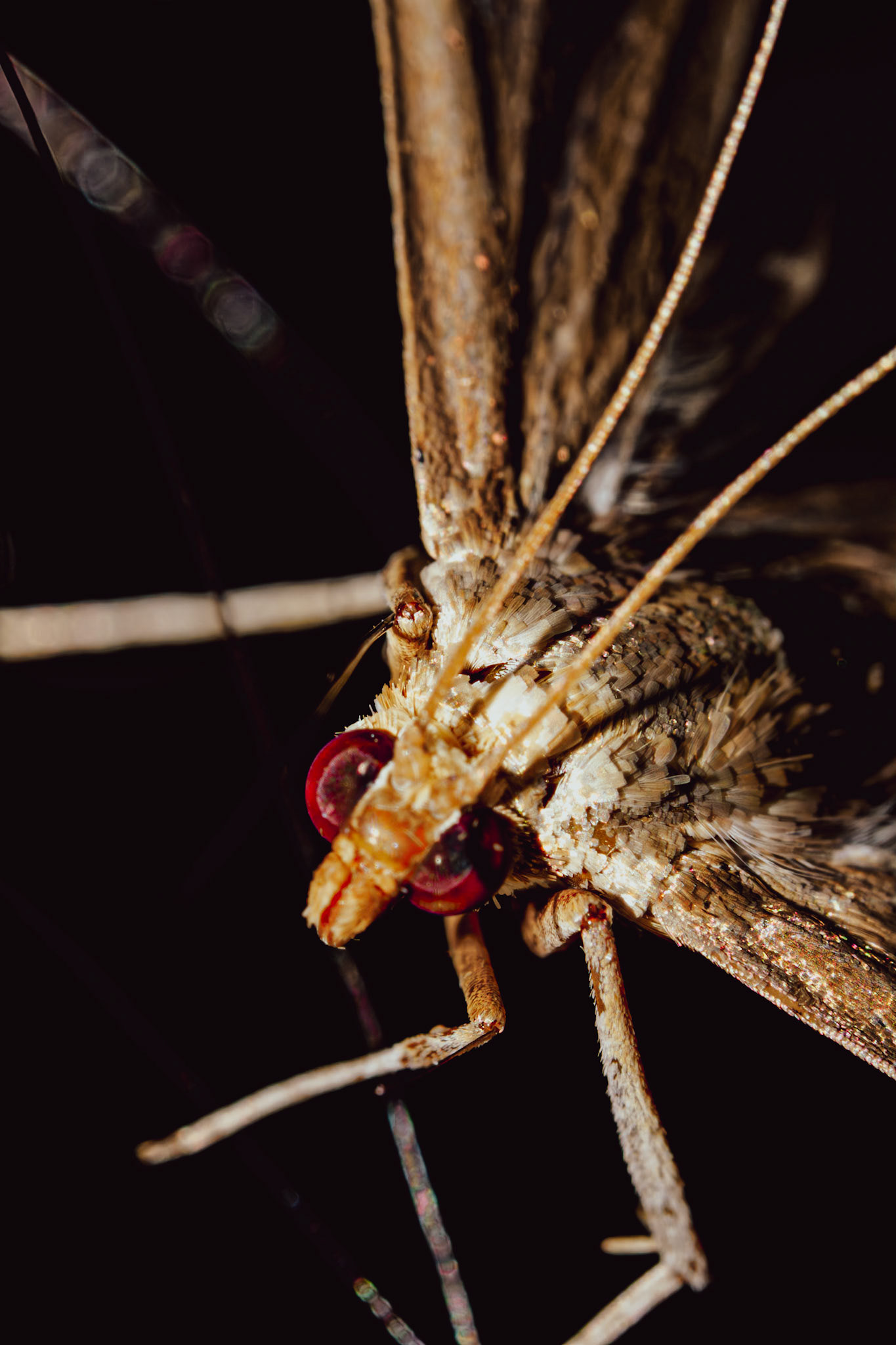 Cydalima perspectalis